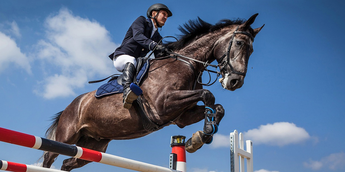 horse_pic